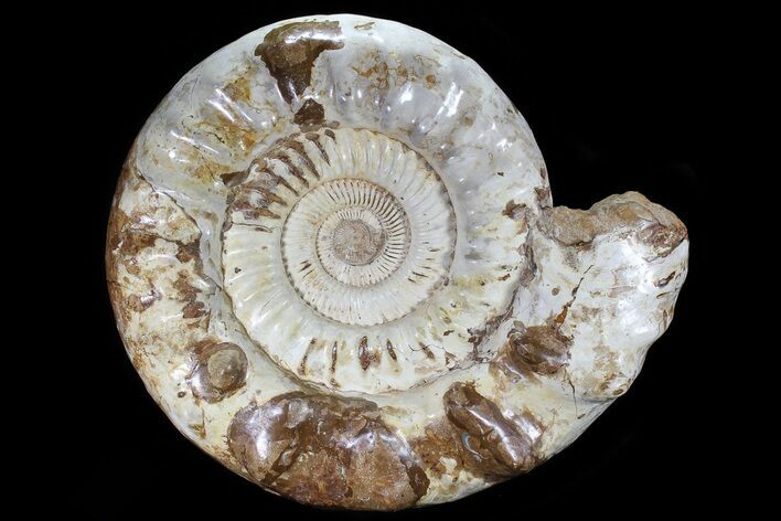 Monster, Jurassic Ammonite Fossil - Madagascar #79451